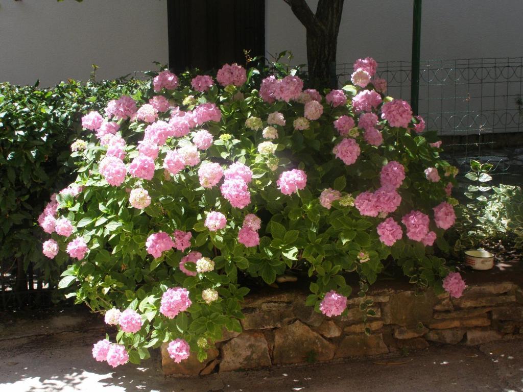 דירות רוביני Casa Leona מראה חיצוני תמונה